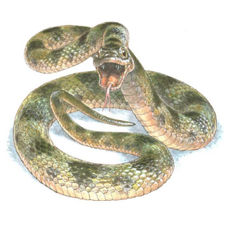 Snakes were as terrifying 10 million years ago as they are today. Artistic representation of the snake by Jim Robbins